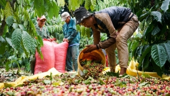 Giá cà phê hôm nay 29/3: Tiếp tục đi ngang