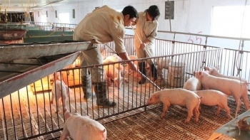 Giá thịt lợn hôm nay 29/3: Tăng giảm trái chiều tại nhiều nơi