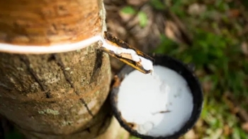 Giá cao su hôm nay 29/3: Đồng loạt tăng nhẹ