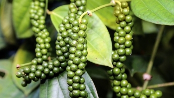 Giá hồ tiêu hôm nay 30/3: Tiếp tục giữ ổn định