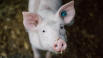 Giá thịt lợn hôm nay 30/3: Biến động trái chiều tại 3 miền