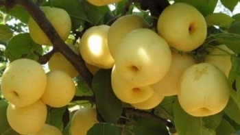 Bắc Kạn: Phát huy tiềm năng của cây lê trên đất Ngân Sơn