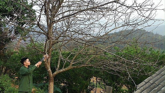 Địa phương cần có chương trình khôi phục loại cây bản địa này.