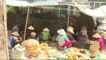Đồng Tháp: Tổ chức lại sản xuất, nâng cao giá trị khoai lang Châu Thành