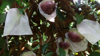 Sóc Trăng: Nhiều tiềm năng trong xuất khẩu vú sữa tím tại huyện kế Sách