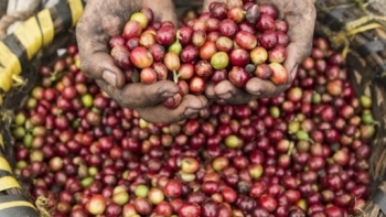 Giá cà phê hôm nay 31/3: Tiếp tục giảm sâu