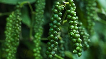 Giá hồ tiêu hôm nay 31/3: Giảm nhẹ