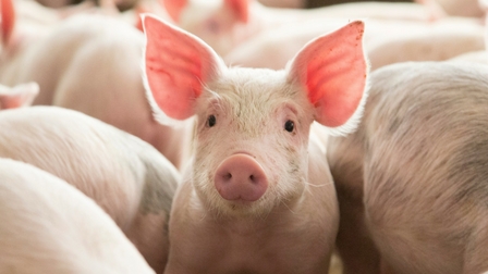 Giá thịt lợn hôm nay 31/3: Điều chỉnh từ 1.000 - 2.000 đồng/kg