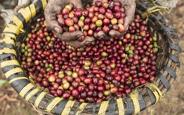 Giá cà phê hôm nay 31/3: Tiếp tục giảm sâu