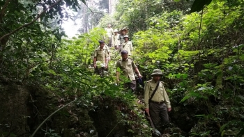 Bắc Kạn: Gần 700 hộ dân đã được hỗ trợ gạo để thực hiện công tác bảo vệ, phát triển rừng