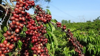 Giá cà phê hôm nay 1/4: Giảm thêm 100 đồng/kg