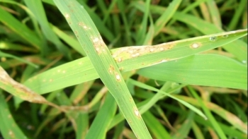 Ninh Bình: Khắc phục, phòng chống bệnh đạo ôn hại lúa vụ Đông xuân năm 2021