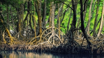 Cà Mau: 4 công trình, dự án được chuyển mục đích sử dụng rừng sang mục đích khác