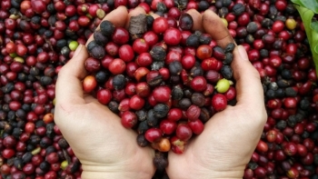 Giá cà phê hôm nay 2/4: Chưa dừng đà giảm