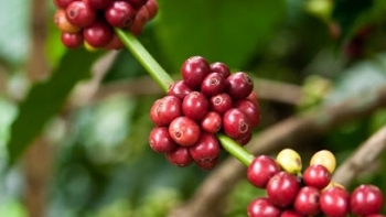 Giá cà phê hôm nay 5/4: Đi ngang đầu tuần