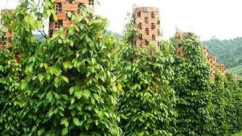 Giá hồ tiêu hôm nay 5/4: Giữ ổn định