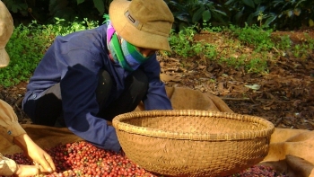 Xuất khẩu cà phê trong tháng 3 đạt 145.000 tấn