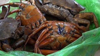 Cà Mau: Tăng cường công tác phòng, chống bệnh thủy sản nuôi