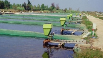 Thái Bình: Tổng sản lượng thủy sản quý I ước đạt 62,6 nghìn tấn