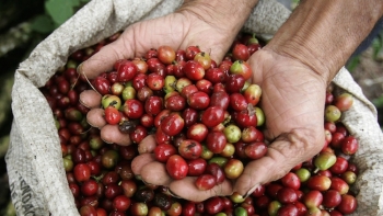 Giá cà phê hôm nay 6/4: Tăng nhẹ