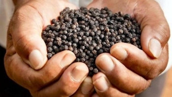 Giá hồ tiêu hôm nay 6/4: Tiếp tục giữ ổn định