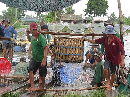 Đồng Tháp: Giá trị xuất, nhập khẩu trong quý I tăng hơn 20%