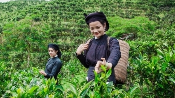 Bắc Kạn: Tập trung phát triển chế biến sản phẩm chè và miến dong