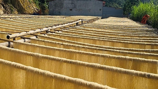 Phơi miến rong diềng