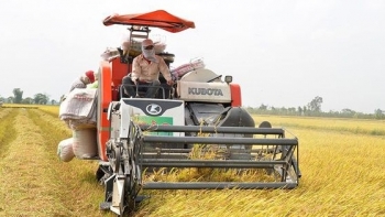 Nông dân trúng mùa trúng giá vụ lúa Đông Xuân.