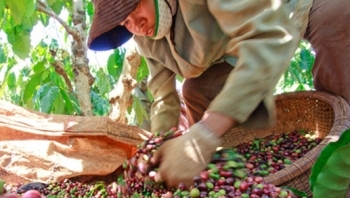 Giá cà phê hôm nay 7/4: Tiếp tục tăng