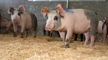 Giá thịt lợn hôm nay 7/4: Biến động trái chiều tại các tỉnh thành