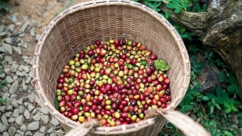 Giá cà phê hôm nay 8/4: Quay đầu giảm nhẹ