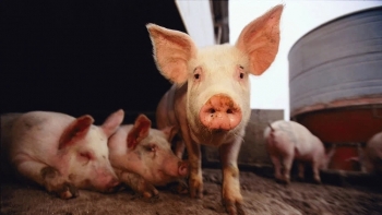 Giá thịt lợn hôm nay 8/4: Giảm nhẹ tại miền Nam