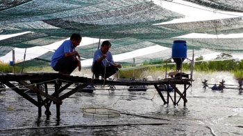 Cà Mau: Khuyến cáo cẩn trọng khi thả nuôi tôm thời điểm giao mùa