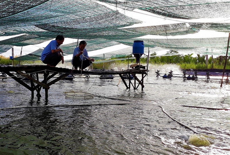 Cà Mau: Khuyến cáo cẩn trọng khi thả nuôi tôm thời điểm giao mùa