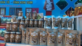 Kon Tum: Mắc ca được nhiều địa phương xác định là cây trồng chủ lực