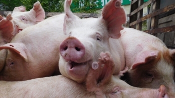 Giá thịt lợn hôm nay 10/4: Điều chỉnh nhẹ tại một số địa phương
