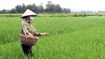 Bắc Ninh: Mở rộng các mô hình trình diễn sản xuất lúa vụ Xuân lên hơn 1.000 ha