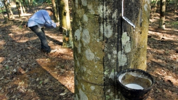 Giá cao su hôm nay 10/4: Tiếp tục giảm sâu trên sàn Châu Á