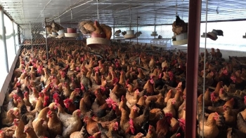 Hà Nội: Chăn nuôi gia cầm tăng nhẹ trong 3 tháng đầu năm