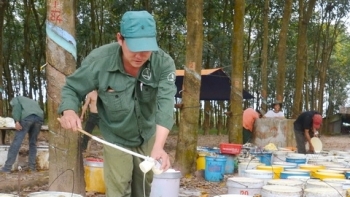 Xuất khẩu cao su trong quý I tăng mạnh, thu về 722 triệu USD