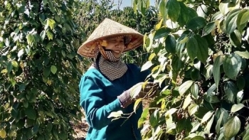 Giá hồ tiêu hôm nay 11/4: Đi ngang