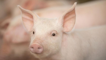 Giá thịt lợn hôm nay 11/4: Dao động từ 73.000 - 76.000 đồng/kg