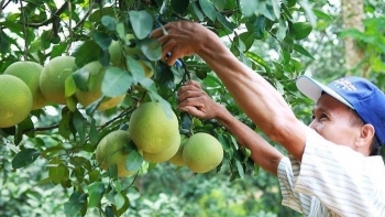 Hà Nội: Chăm sóc, cải tạo hơn 1.000ha cây ăn quả thông qua kỹ thuật mới