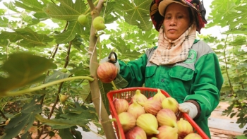 Đồng Nai: Phát triển mạnh diện tích vườn cây ăn trái