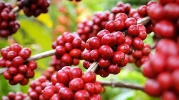 Giá cà phê hôm nay 12/4: Tiếp tục ổn định vào đầu tuần