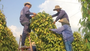 Giá hồ tiêu hôm nay 12/4: Ổn định đầu tuần