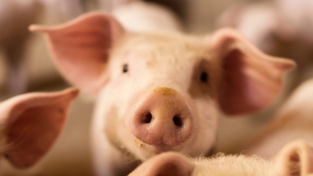 Giá thịt lợn hôm nay 12/4: Điều chỉnh trái chiều tại hai miền Bắc - Nam