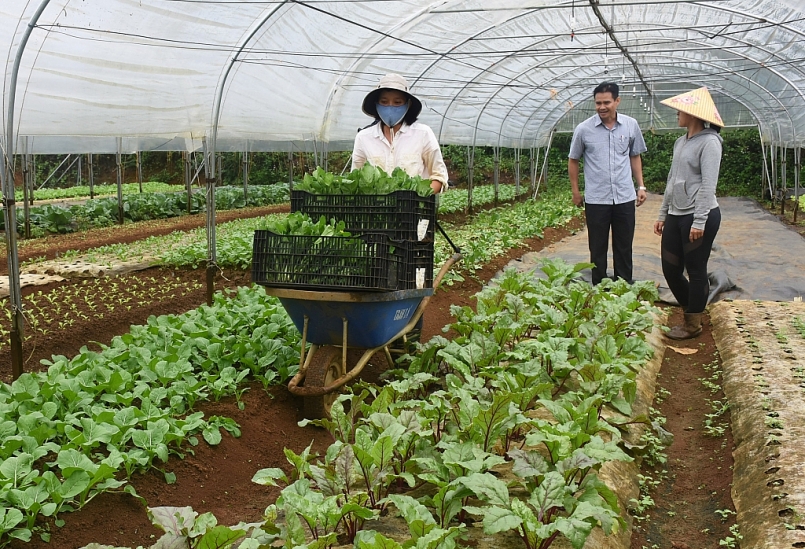 Kon Tum: Chấp thuận chủ trương đầu tư 2 Dự án Trang trại nông nghiệp tổng hợp