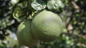 Giá xoài, bưởi da xanh, rau củ đồng loạt giảm mạnh thị trường tiêu thụ thu hẹp